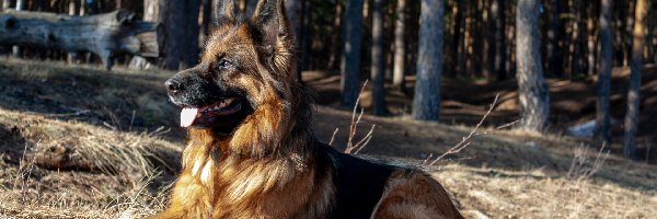 Owczarek niemiecki długowłosy, Pies, Leżący