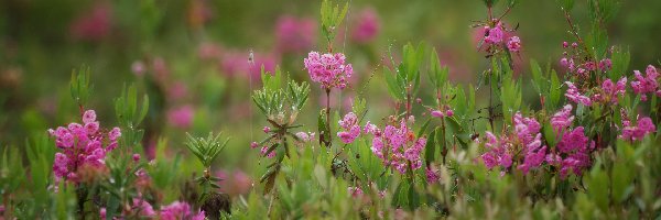 Kalmia wielokwiatowa, Kwiaty, Różowe