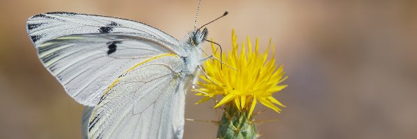 Motyl, Kwiat, Żółty, Biały