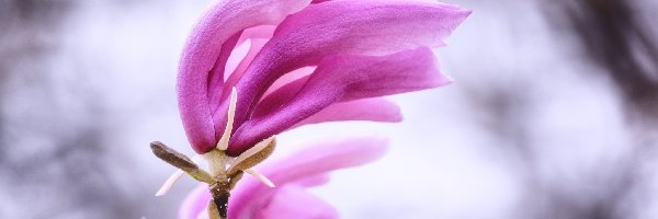 Magnolia, Różowy, Kwiat, Rozmycie, Gałązka