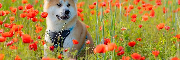 Akita inu, Maki, Łąka, Pies