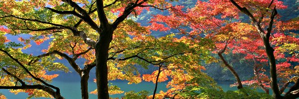 Japonia, Rzeka, Drzewa