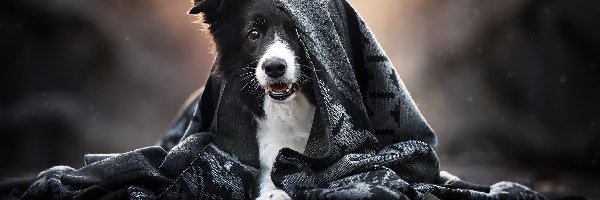 Szal, Border collie, Pies