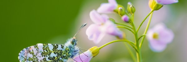 Kwiatek, Zorzynek rzeżuchowiec, Motyl