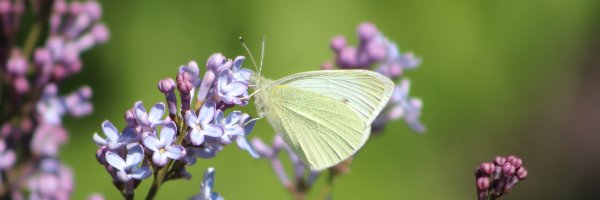 Motyl, Bez, Bielinek rzepnik, Zbliżenie, Lilak