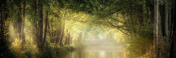 Park, Rzeka, Drzewa, Promienie słoneczne, Łabędzie