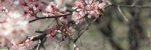 Różowe, Drzewo owocowe, Kwiaty, Zbliżenie, Gałązki