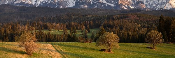 Wieś Łapszanka, Ośnieżone, Polska, Powiat nowotarski, Tatry, Drzewa, Łąka, Góry