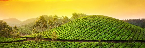 Stan Kerala, Wzgórze, Munnar, Indie, Góry Kardamonowe, Herbata, Plantacja