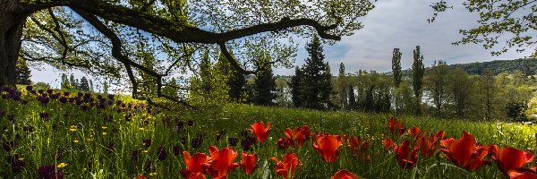 Drzewa, Kwiaty, Tulipany, Łąka, Wiosna, Gałęzie, Trawa