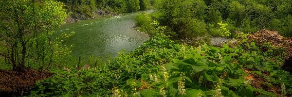 Drzewa, Snoqualmie River, Stany Zjednoczone, Stan Waszyngton, Roślinność, Krzewy, Kwiaty, Rzeka