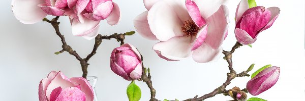 Magnolia, Kwiaty, Gałązki, Krzew
