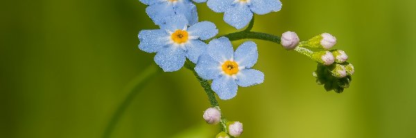 Niezapominajka, Gałązka, Pąki, Makro, Kwiatki, Niebieskie