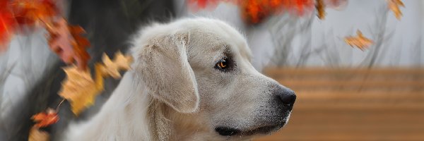 Liście, Golden retriever, Pies