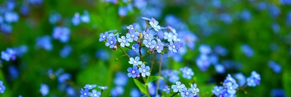 Brunera, Kwiaty, Niebieskie