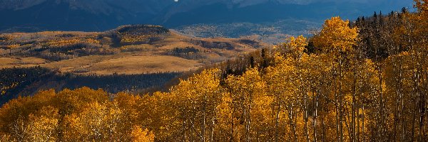 Topole osikowe, Drzewa, Jesień, San Juan Mountains, Góry, Stany Zjednoczone, Kolorado, Dolina, Hrabstwo San Miguel