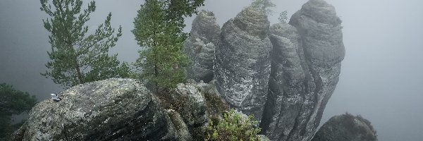 Skały, Mgła, Drzewa, Niemcy, Park Narodowy Saskiej Szwajcarii