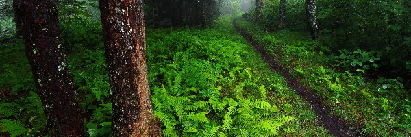 Ścieżka, Krzewy, Paprocie, Mgła, Drzewa, Las