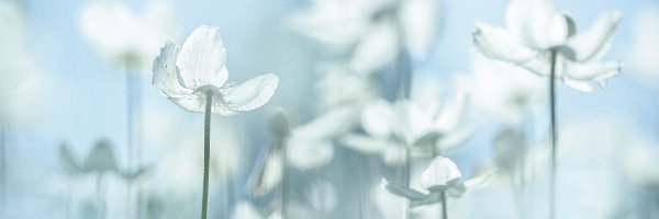 Zawilec wielkokwiatowy, Kwiaty, Białe