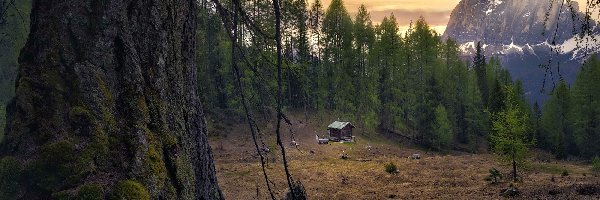 Drzewo, Polana, Gałęzie, Góry, Chatka