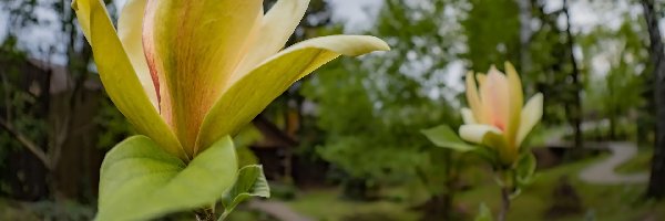 Krzew, Magnolia, Żółta, Park, Kwiaty