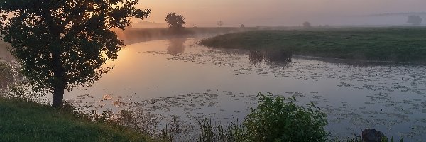 Pole, Wschód słońca, Drzewa, Rzeka