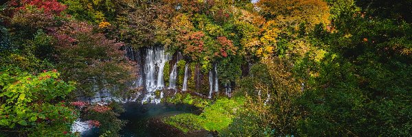 Góra Fudżi, Shizuoka, Roślinność, Drzewa, Park Narodowy Fudżi Hakone Izu, Wodospad Shiraito, Rzeka, Japonia