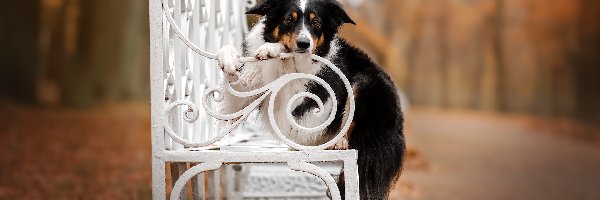 Border collie, Ławka, Biała, Pies