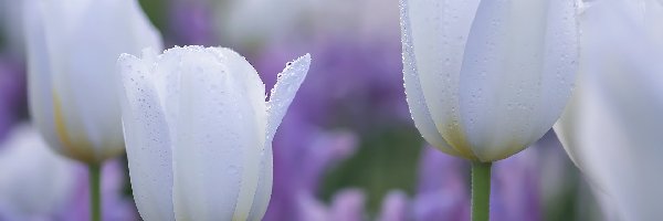 Białe, Tulipany, Zroszone, Kwiaty