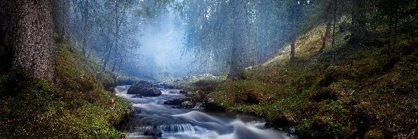 Las, Rzeka, Drzewa, Mgła, Kamienie