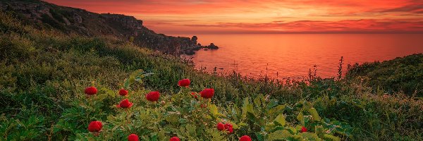 Piwonie, Wybrzeże, Kwiaty, Bułgaria, Morze Czarne, Zachód słońca