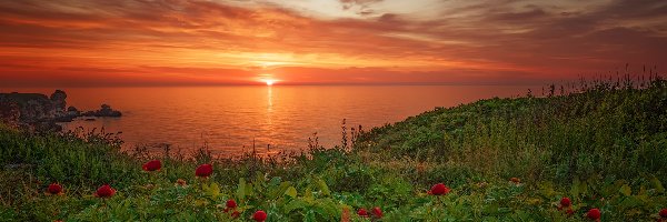 Piwonie, Morze Czarne, Kwiaty, Bułgaria, Wybrzeże, Zachód słońca