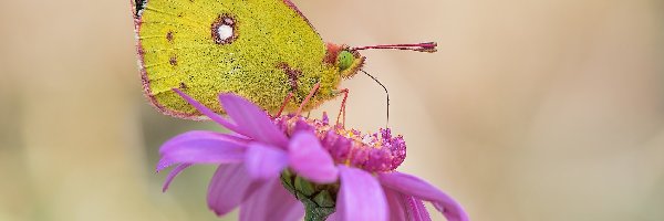 Motyl, Kwiat, Szlaczkoń południowiec, Żółty