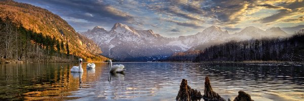 Jezioro Almsee, Alpy, Dolina Almtal, Łabędzie, Góry, Austria