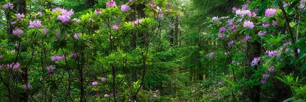 Las, Krzewy, Drzewa, Ścieżka, Rododendrony