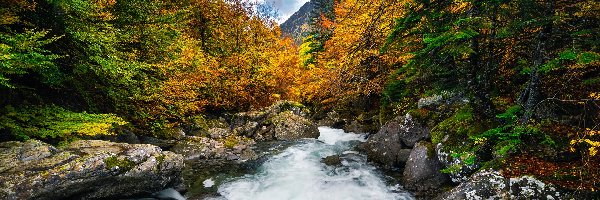 Rzeka, Drzewa, Skały, Jesień, Las