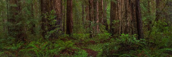 Jedediah Smith Redwoods, Drzewa, Stany Zjednoczone, Park stanowy, Pnie, Paprocie, Ścieżka, Las, Sekwoje, Kalifornia
