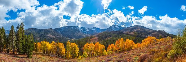 Drzewa, Góry, Eastern Sierra, Kalifornia, Stany Zjednoczone, Promienie słońca, Jesień, Sonora Pass, Chmury
