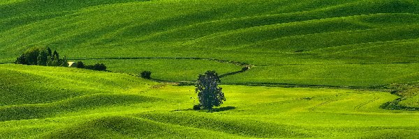 Pola, Drzewa, Stany Zjednoczone, Stan Waszyngton, Łąki, Region Palouse, Whitman County, Wzgórza