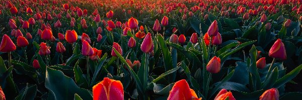 Pola, Kwiaty, Farma, Wschód słońca, Tulipany