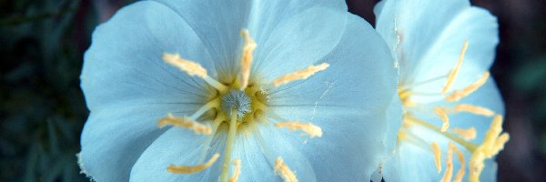 Oenothera albicaulis