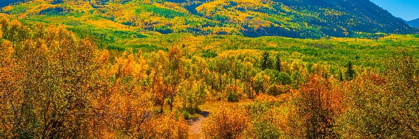 Lasy, Kolorado, Jesień, Drzewa, Kebler Pass, Góry, Sawatch Range, Stany Zjednoczone, Przełęcz, Droga
