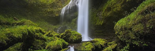 Roślinność, Las, Rezerwat przyrody, Omszałe, Stany Zjednoczone, Kamienie, Pnie, Stan Waszyngton, Skały, Wodospad, Columbia River Gorge