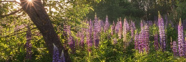 Promienie słońca, Trawa, Drzewo, Łubin, Kwiaty