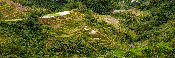 Wyspa Luzon, Tarasy ryżowe, Prowincja Ifugao, Filipiny, Uprawa, Wzgórza