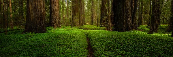 Sekwoje, Las, Stany Zjednoczone, Kalifornia, Drzewa, Ścieżka, Park Narodowy Redwood, Zielony