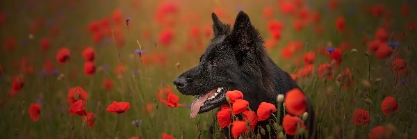 Czarny owczarek niemiecki, Maki, Kwiaty, Pies