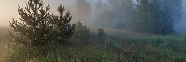 Trawa, Łąka, Mgła, Drzewa