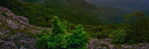 Góry, Krzewy, Skały, Zachód słońca, Roślinność