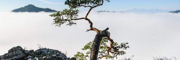 Drzewo, Pieniny, Mgła, Skały, Sokolica, Pieniński Park Narodowy, Polska, Góry, Szczyt, Sosna